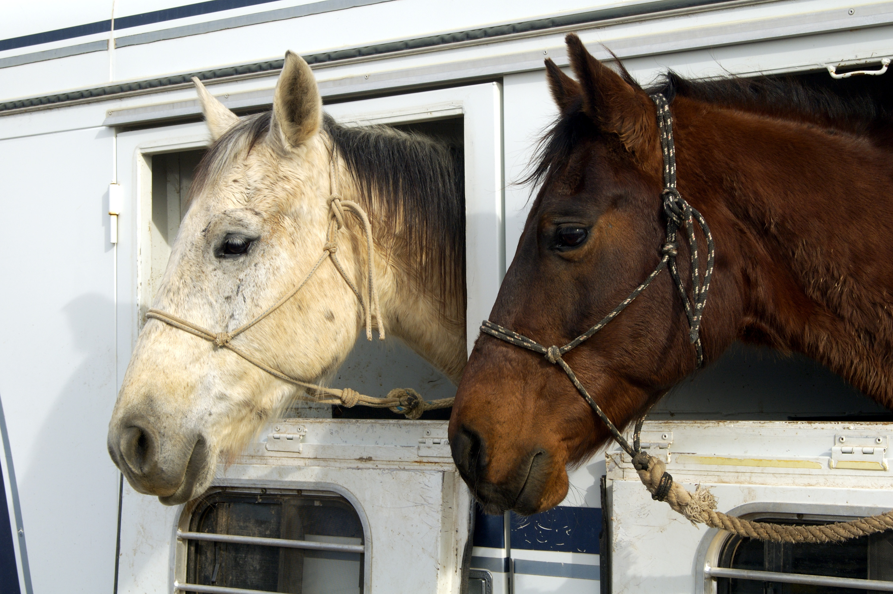 horse stables northern virginia